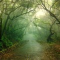 Beautiful Hill Roads - Mahabaleshwar