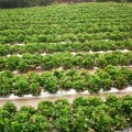 Strawberry Farm - Mahableshwar